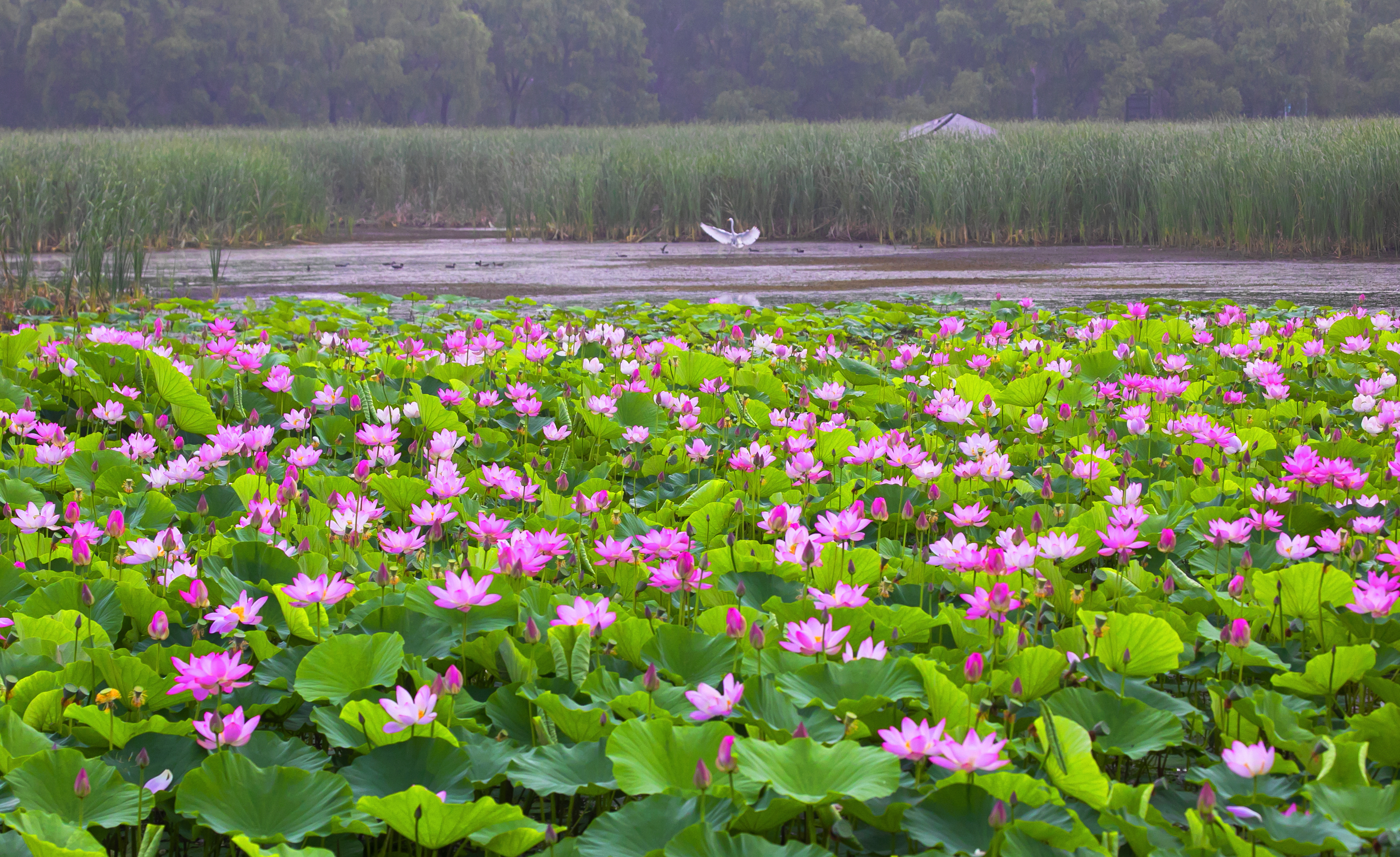 荷花盛开引客来