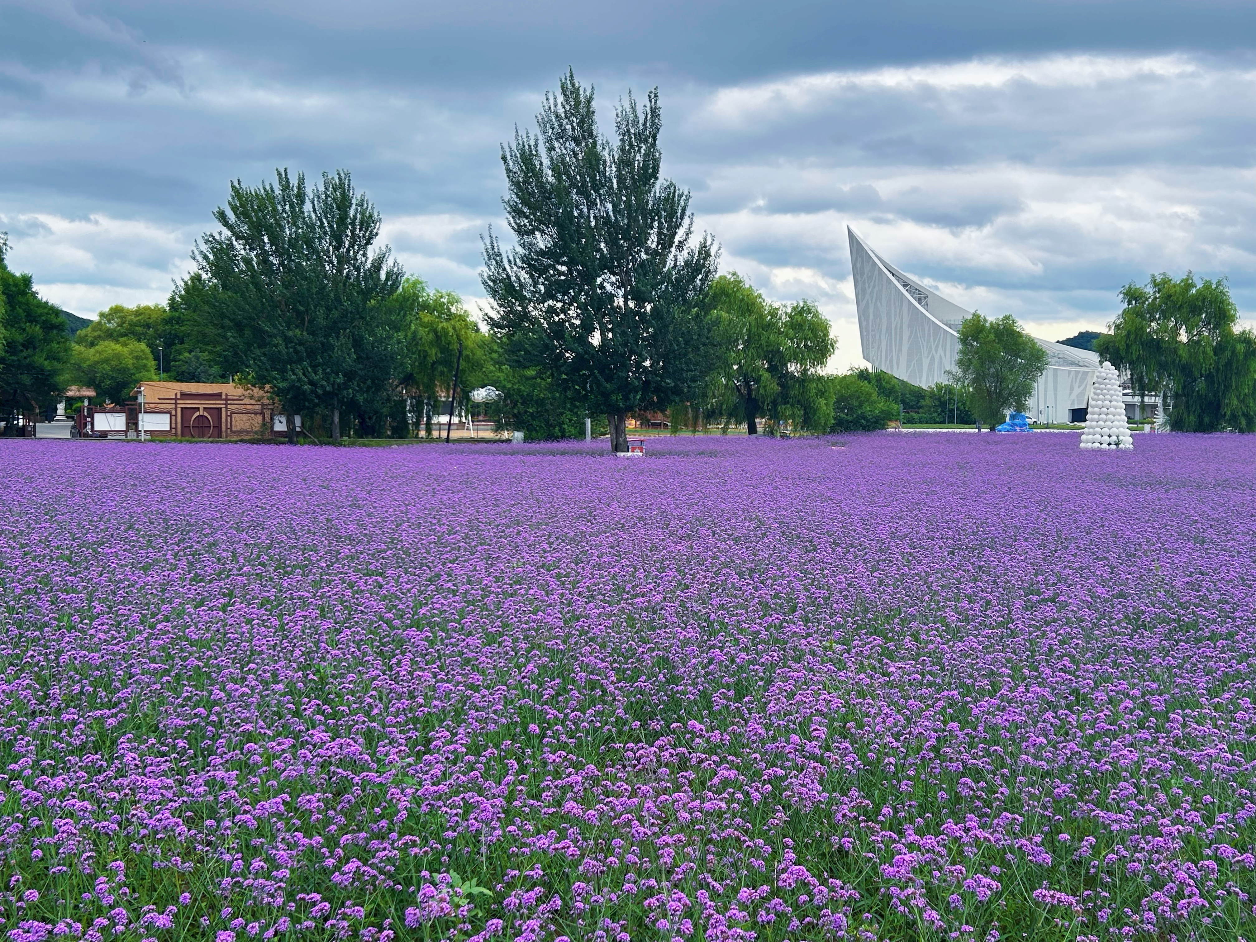四排赫哲族乡3.6万平方米马鞭草盛放
