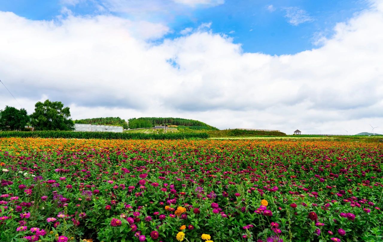 紫云岭花海盛景迎初秋